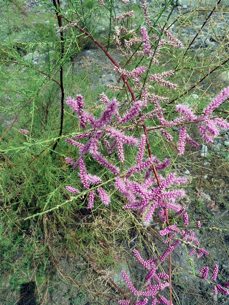 Image of Tamarix ramosissima specimen.