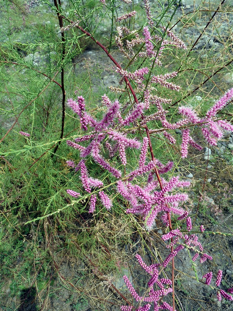 Изображение особи Tamarix ramosissima.