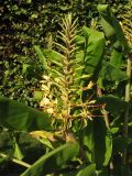 Hedychium gardnerianum