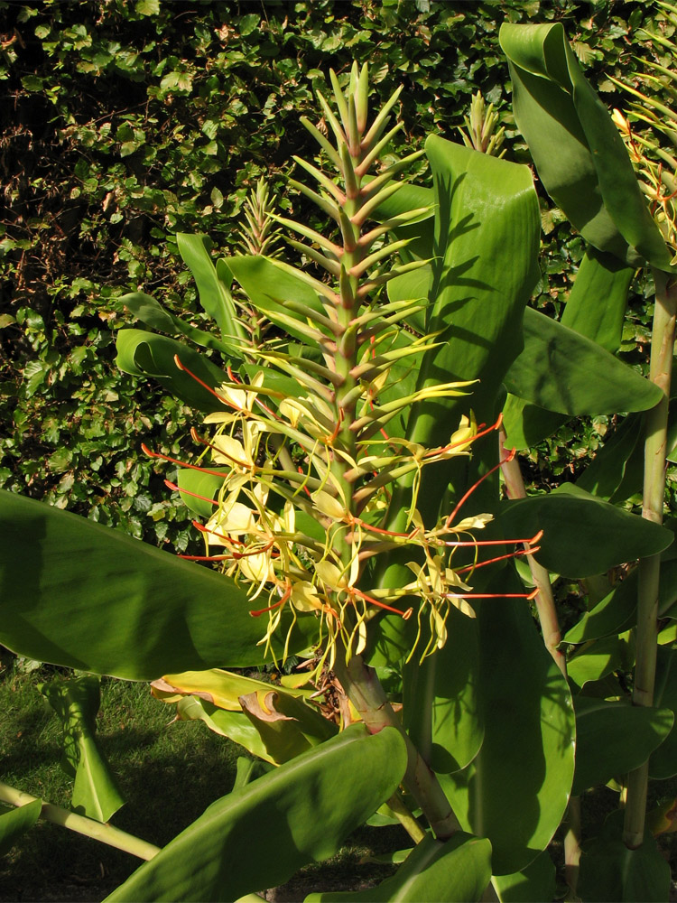 Изображение особи Hedychium gardnerianum.