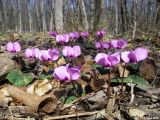 Cyclamen coum