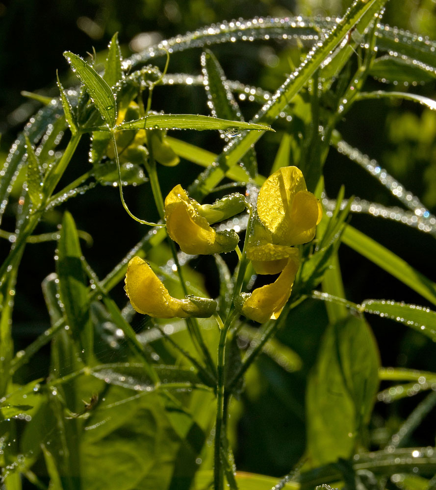 Изображение особи Lathyrus pratensis.