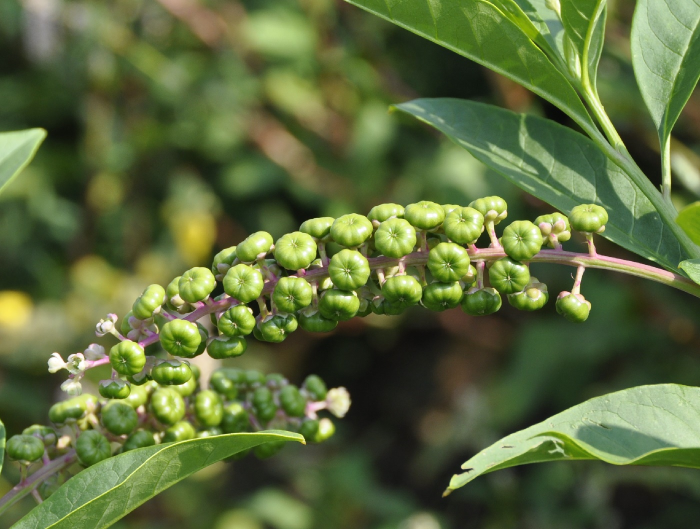 Image of Phytolacca americana specimen.