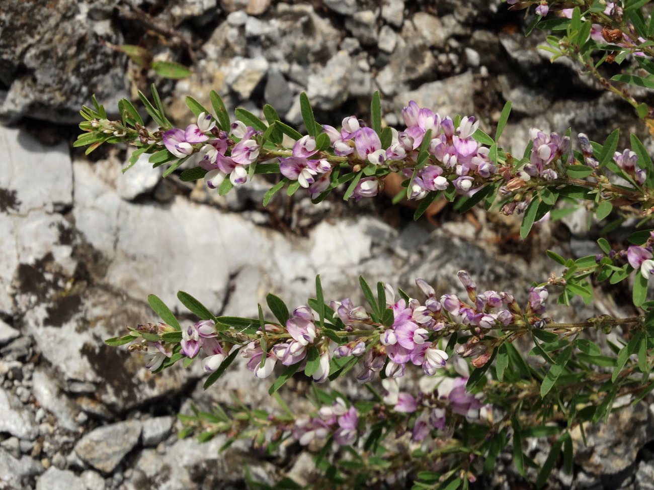 Image of Lespedeza juncea specimen.