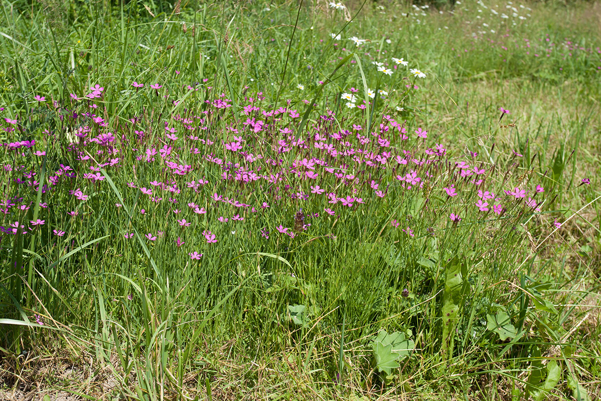 Изображение особи Dianthus deltoides.