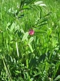 Vicia angustifolia