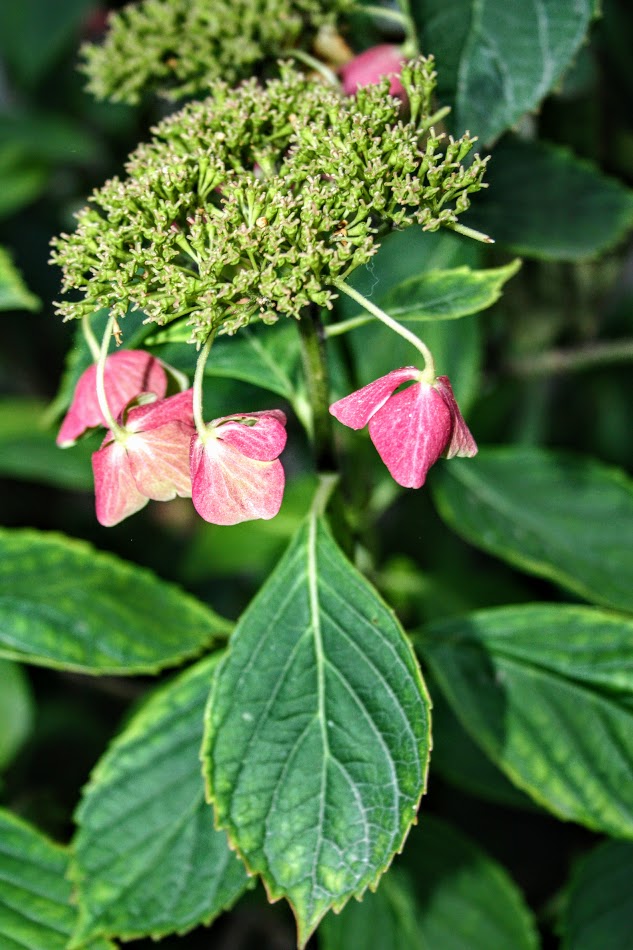 Изображение особи Hydrangea macrophylla.