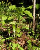 Arisaema amurense. Цветущие растения. Приморский край, Спасский р-н, окр. с. Хвалынка, дубняк с лещиной разнолистной. 22.05.2015.