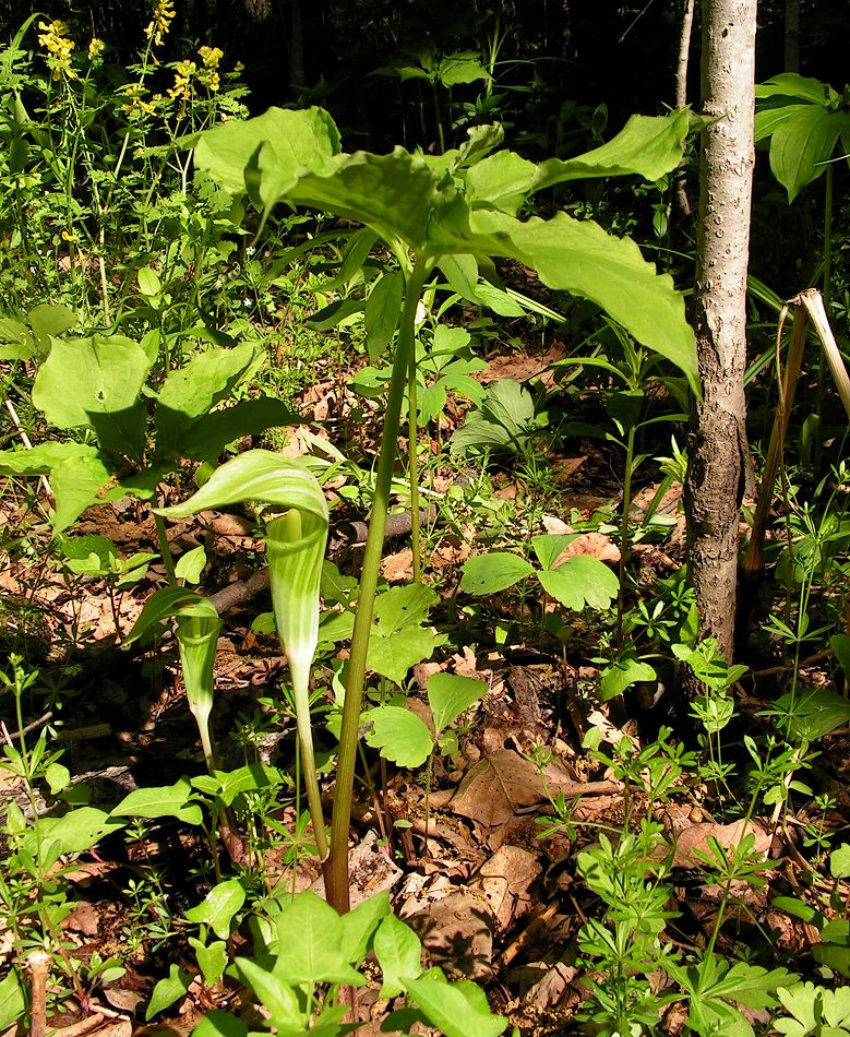 Изображение особи Arisaema amurense.