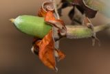 Luehea divaricata