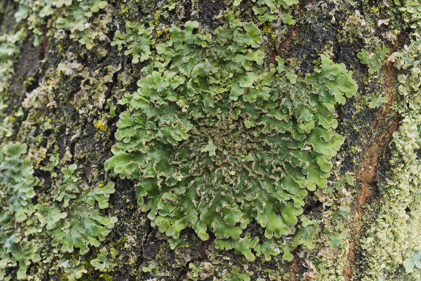 Image of Physconia detersa specimen.