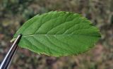 Spiraea &times; billardii