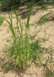 Agrostis gigantea. Зацветающее растение. Ленинградская обл., Лужский р-н, песчаные аллювиальные наносы на берегу р. Луги. 21.06.2008.