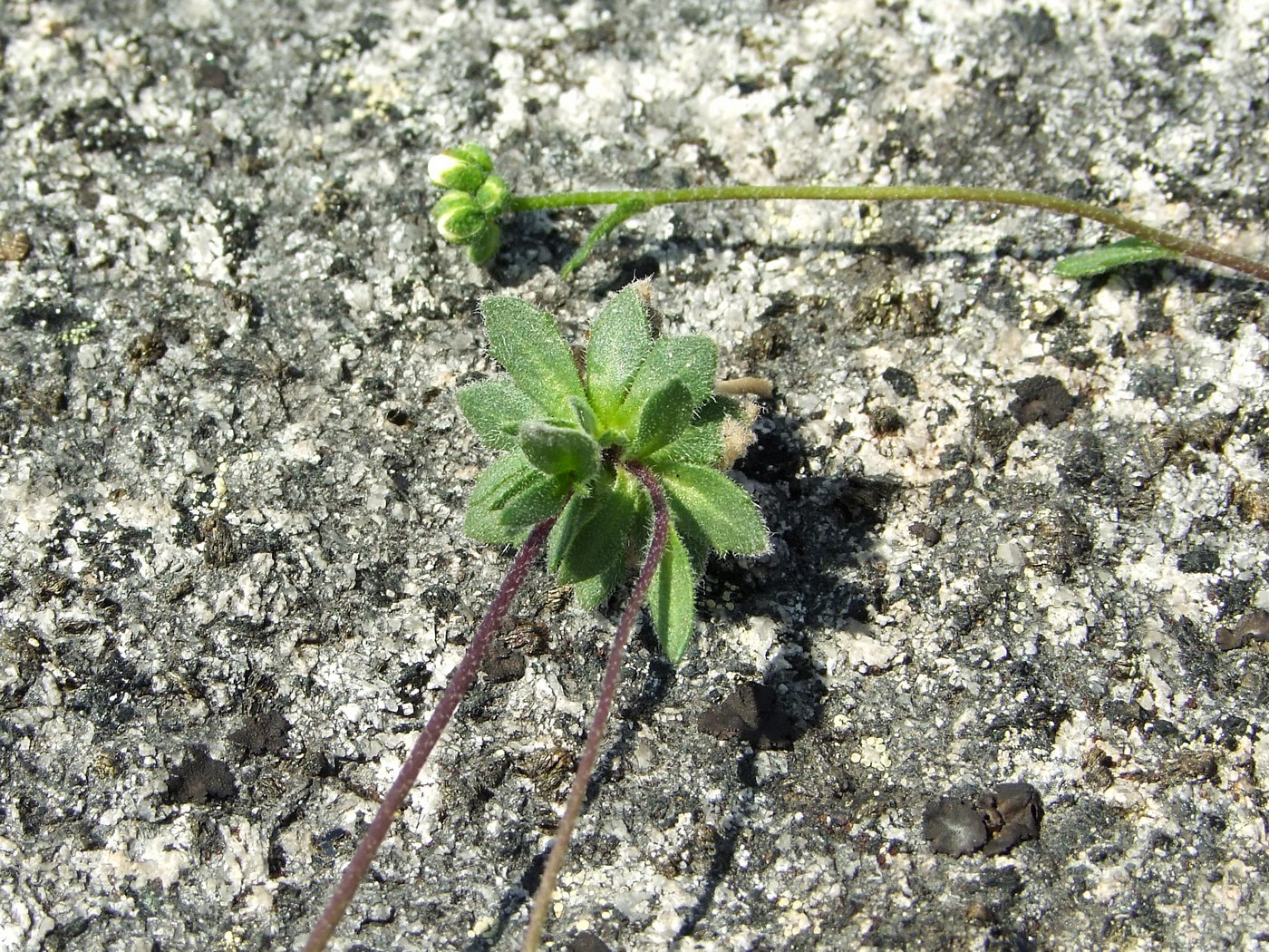 Изображение особи Draba ussuriensis.