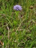 Globularia bisnagarica