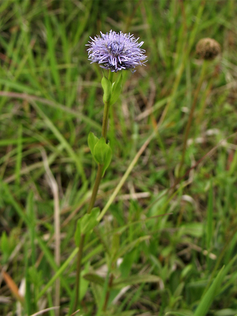 Image of Globularia bisnagarica specimen.