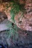 Plantago salsa
