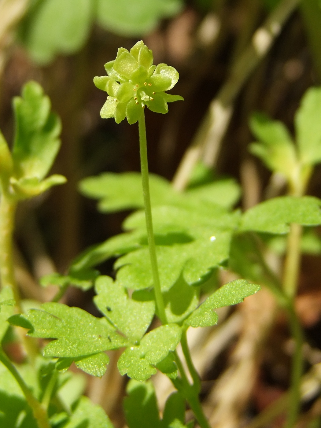 Image of Adoxa moschatellina specimen.