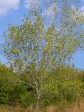 Populus nigra