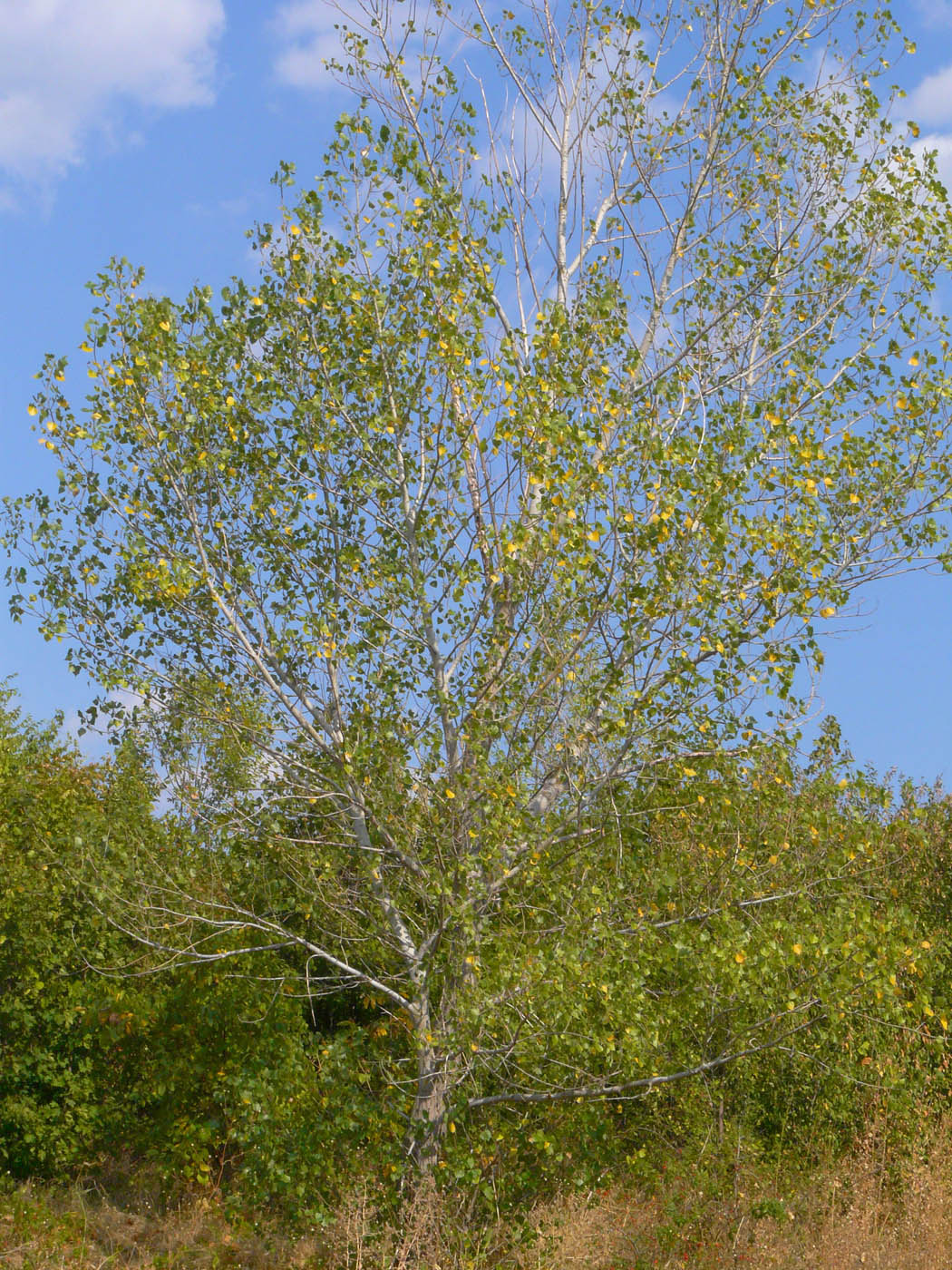 Image of Populus nigra specimen.