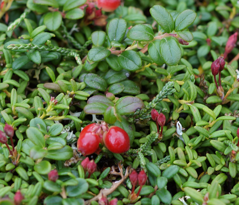 Image of Vaccinium vitis-idaea var. minus specimen.