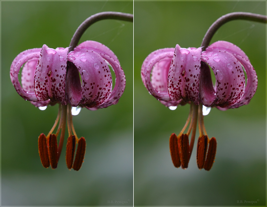 Image of Lilium pilosiusculum specimen.