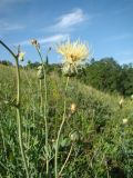 Rhaponticoides ruthenica. Верхушка цветущего растения. Пензенская обл., Лунинский р-н, окр. с. Белый Ключ, холм Чердак, луговая степь. 19 июня 2015 г.