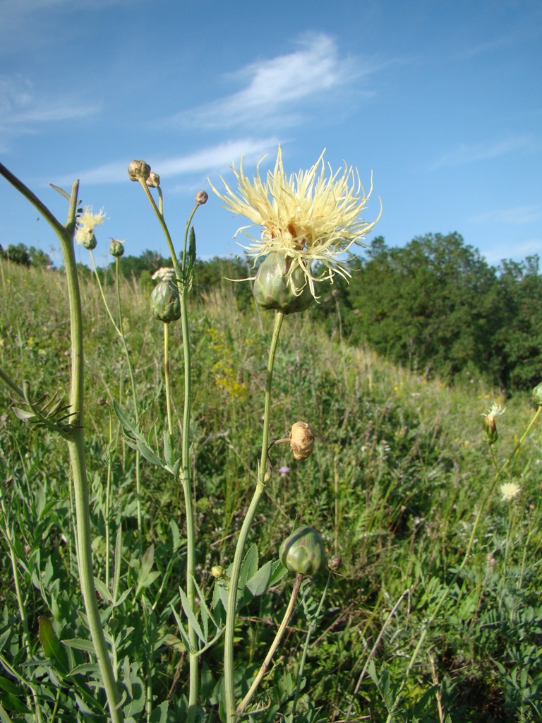 Изображение особи Rhaponticoides ruthenica.