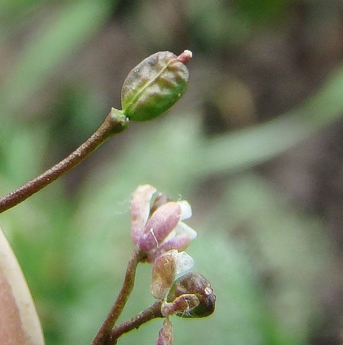 Изображение особи Capsella bursa-pastoris.