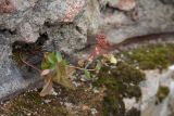 Hylotelephium ruprechtii