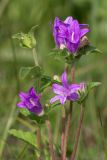 Campanula farinosa. Верхушки побегов с цветками. Башкортостан, окр. г. Стерлитамака, сенокосный луг. 07.09.2014.