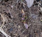 Corydalis solida