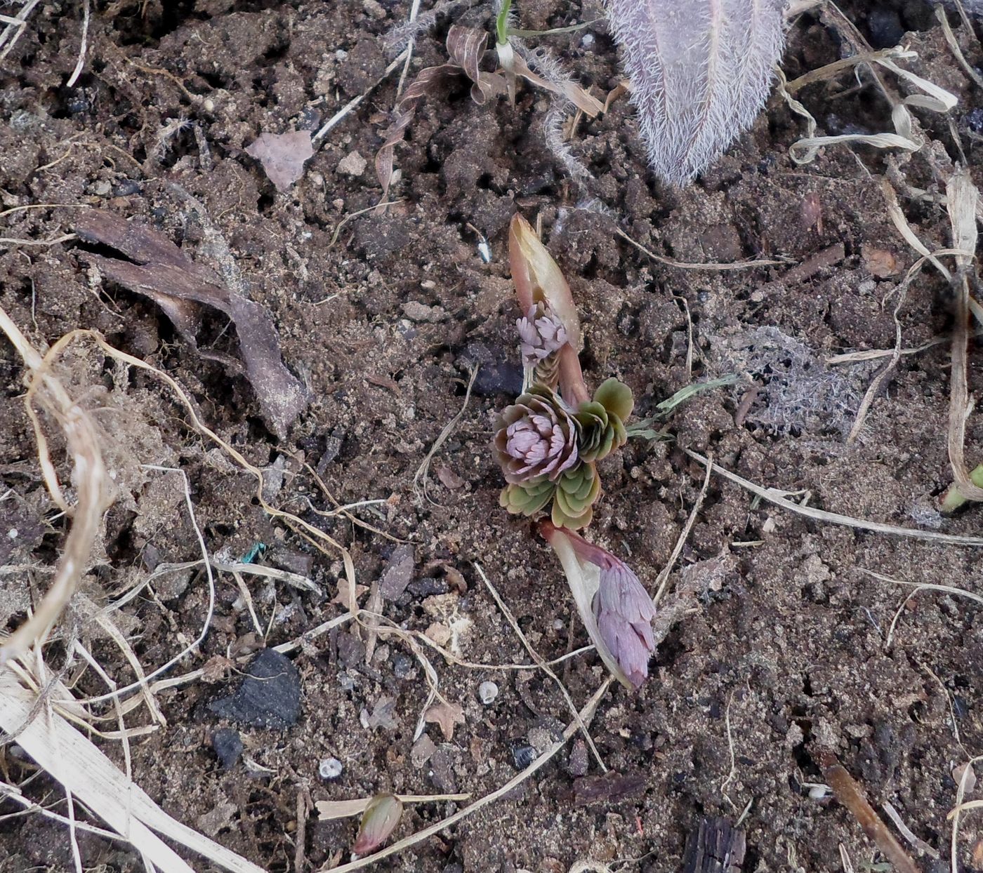 Image of Corydalis solida specimen.