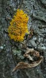 Xanthoria parietina