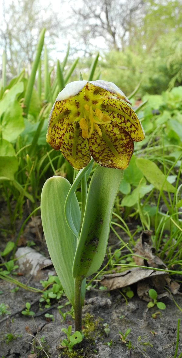 Изображение особи Fritillaria crassifolia.