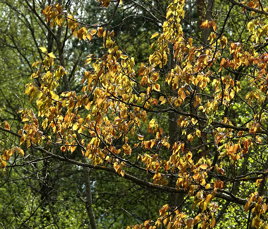 Image of Populus tremula specimen.