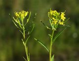 Erysimum cheiranthoides