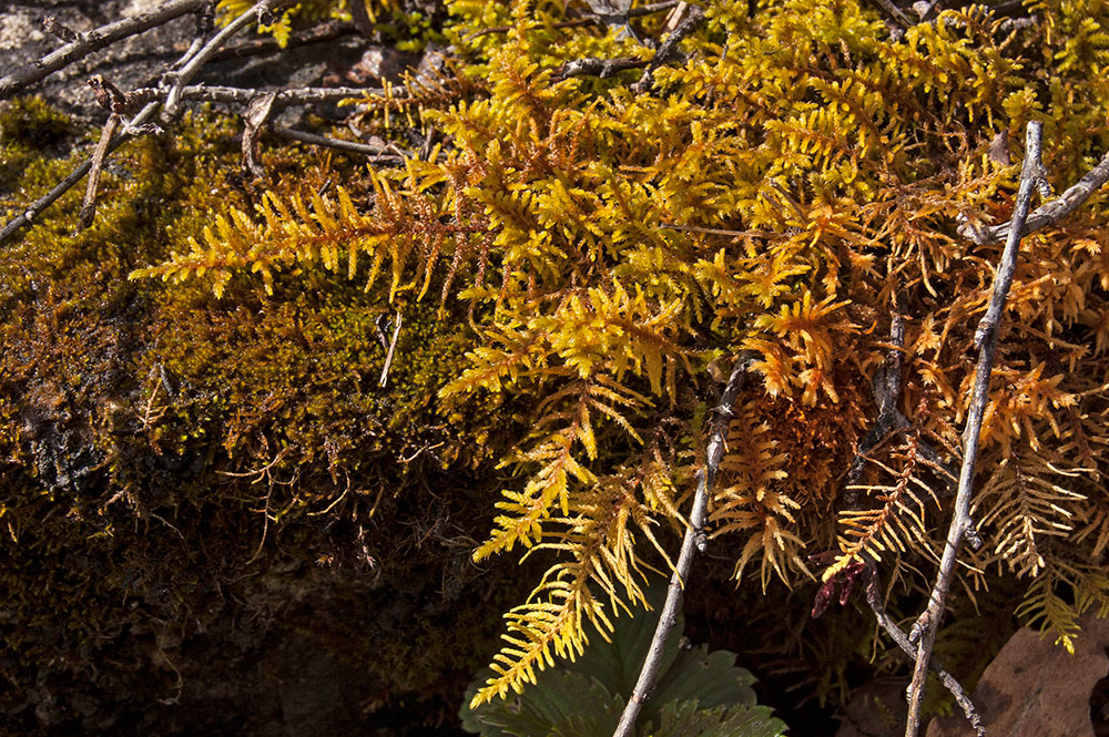 Image of Abietinella abietina specimen.