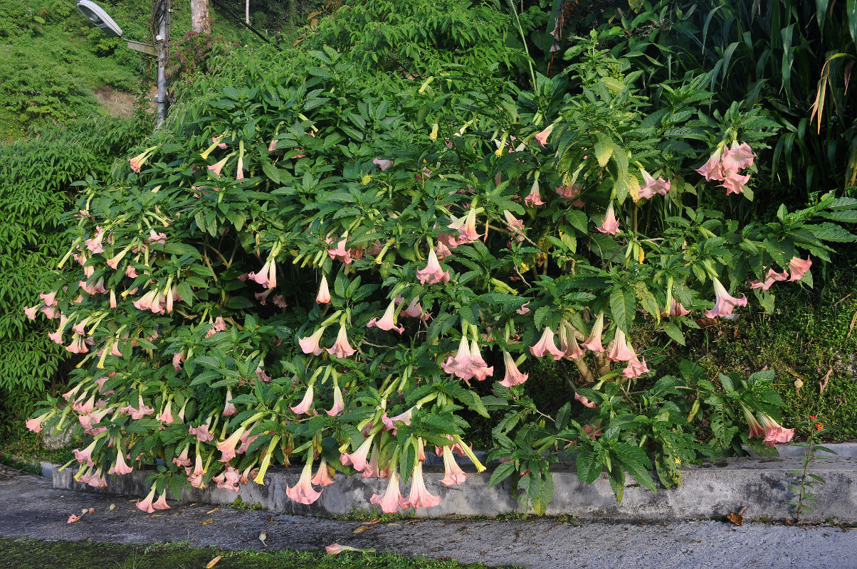 Изображение особи Brugmansia versicolor.