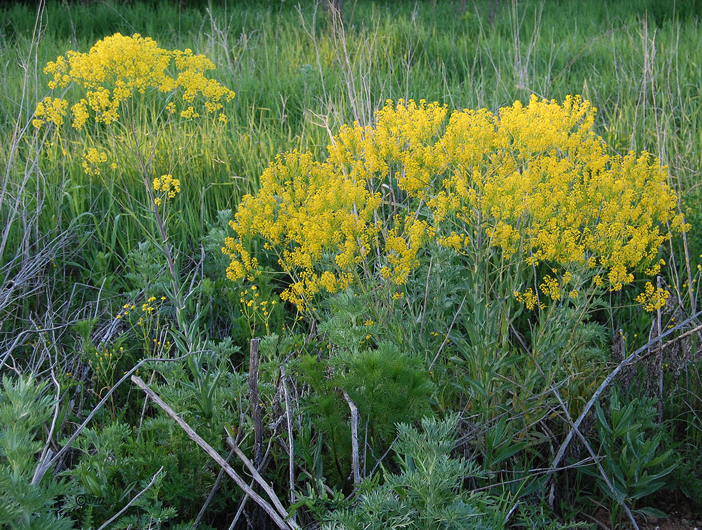 Изображение особи Isatis campestris.