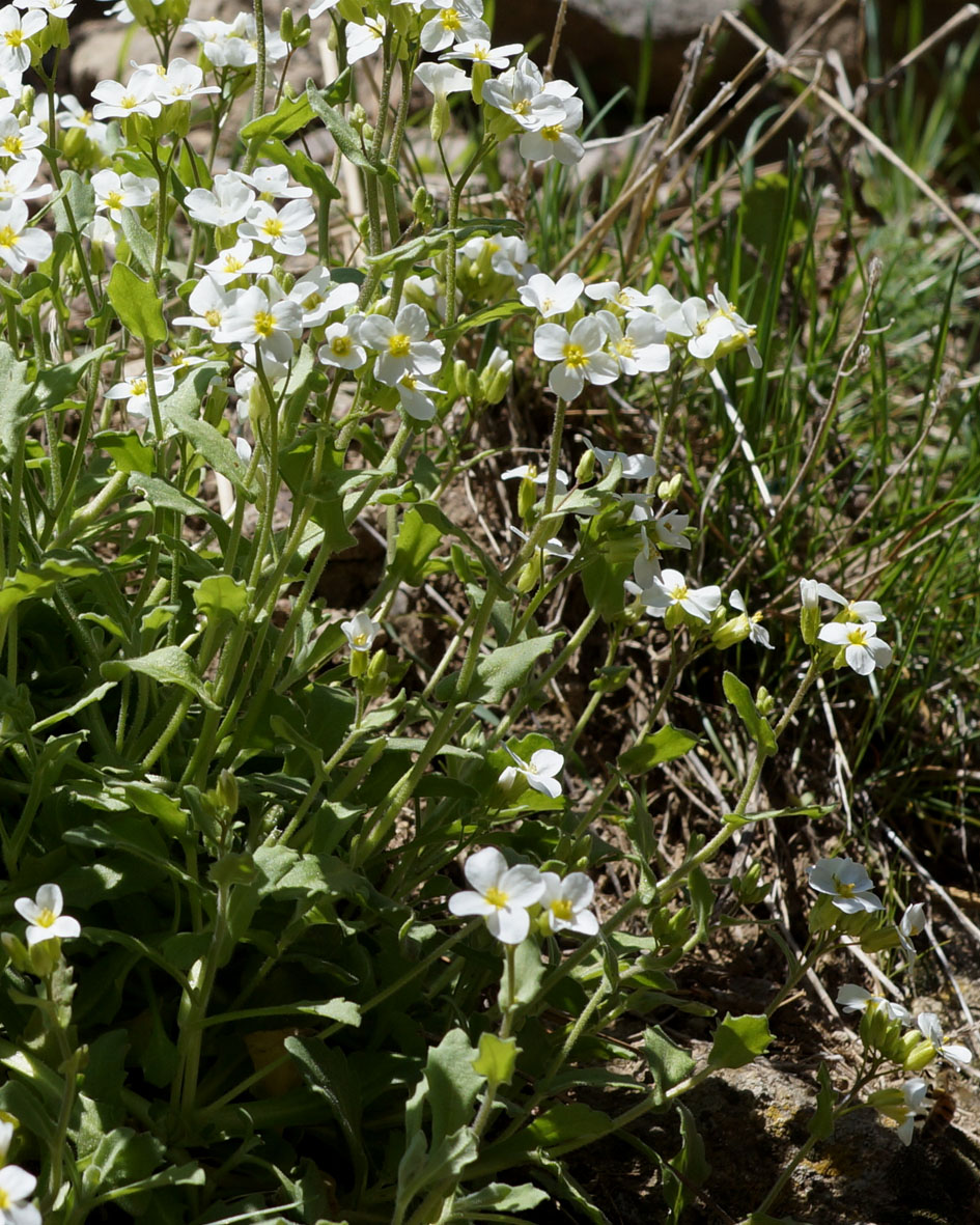 Image of Arabis caucasica specimen.