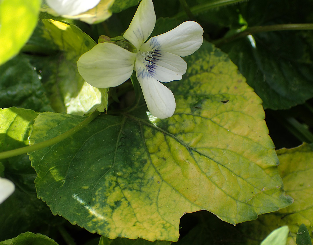 Image of Viola sororia specimen.