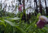 Cypripedium guttatum