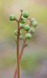 Pyrola chlorantha