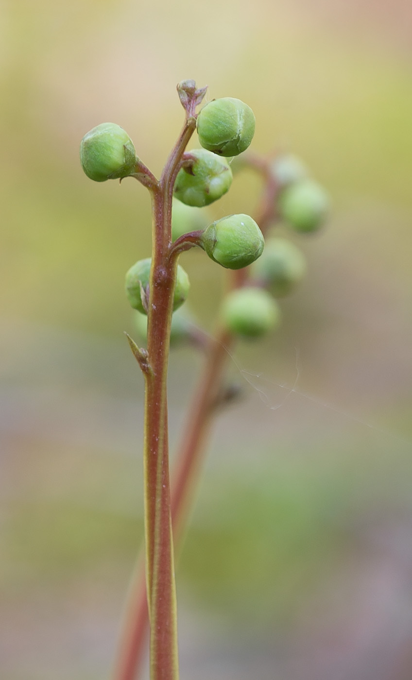 Image of Pyrola chlorantha specimen.