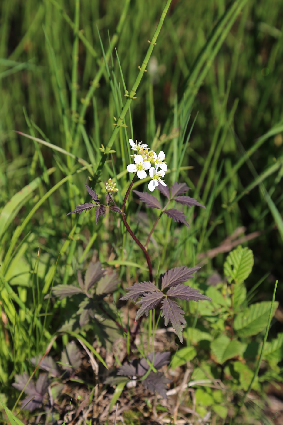 Image of Cardamine macrophylla specimen.