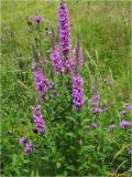 Lythrum salicaria