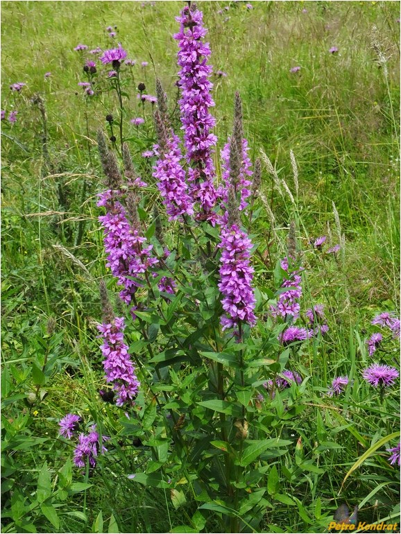 Image of Lythrum salicaria specimen.