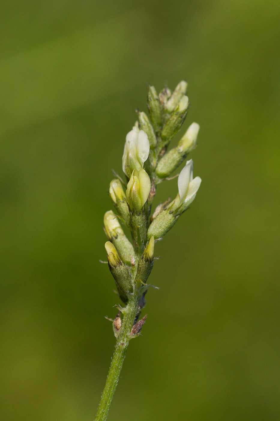 Изображение особи Astragalus cicer.