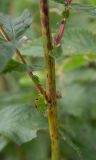 Filipendula ulmaria